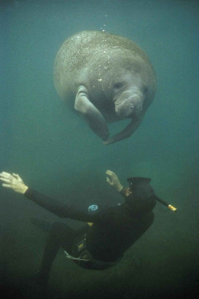 Florida Manatees at Blue Springs - Outdoor Adventures near Jacksonville FL