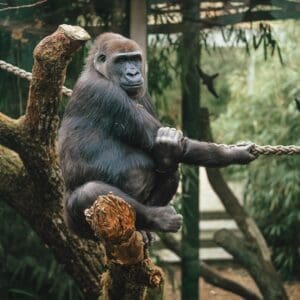 Visit Jacksonville Attractions like the JAX Zoo with our reliable car service